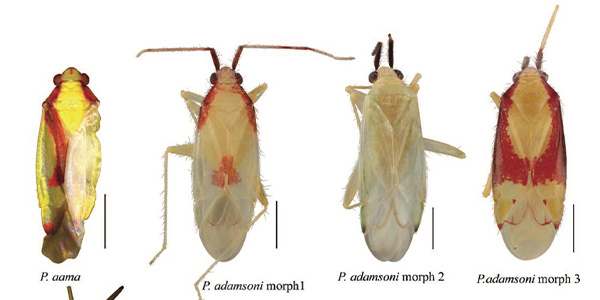 Tahitian Plant Bugs Thumbnail